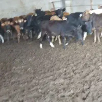 فروش ۲۸ راس گوساله دورگ|حیوانات مزرعه|تهران, آرژانتین|دیوار