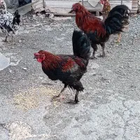 خروس گلین مشکی