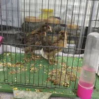 جوجه مرغ و خروس|حیوانات مزرعه|خمینی‌شهر, |دیوار