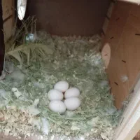 طوطی برزیلی|پرنده|شیراز, محراب|دیوار