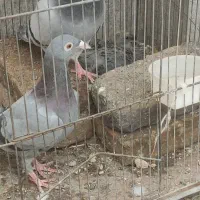 کفتر گمشده|حیوانات|مشهد, ولیعصر (شهرک غرب)|دیوار