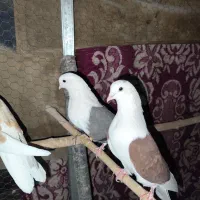 کبوتر نقش کفتر نقش|پرنده|یزد, |دیوار