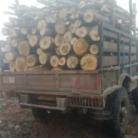 خرید و اخذ انواع چوب آلات جنگلی و باغی|خدمات باغبانی و درختکاری|کلاچای, |دیوار