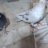 ی دونه کفتر ماده خوب