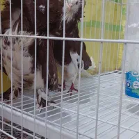 کبوتر تزئینی شامپیون ارجینال