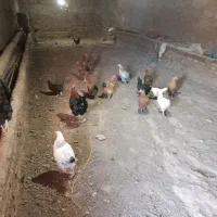 فروشی|حیوانات مزرعه|مرند, |دیوار