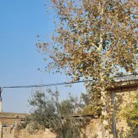 خریدار انواع چوب های باغی