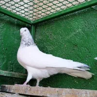 شیخ ابری|پرنده|بندر ماهشهر, |دیوار