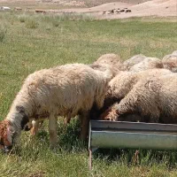 میش شیشگ بختیاری