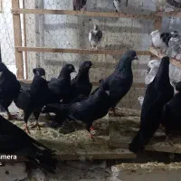 زاغ چشم نوک سفید