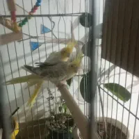 عروس هلندی جفت