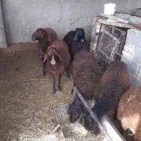 بره نر|حیوانات مزرعه|فلاورجان, |دیوار