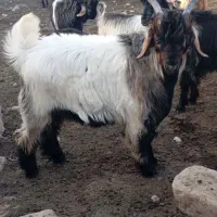 کهره روزگاری