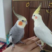 عروس هلندی