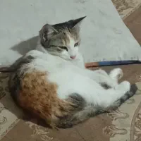 گربه پیداشده