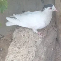 نر گلپنبه ای