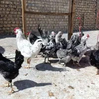 تخم مرغ گلین و استرالوپ اصیل نطفه دار