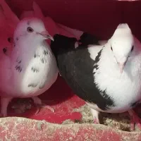 کبوتر|پرنده|هشترود, |دیوار