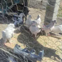 کبوتر پرشی