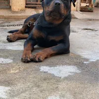 سگ روتوایلر