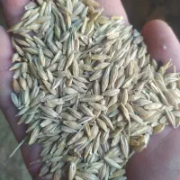 جو بذری