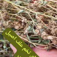 تخم علف محلی بمی پاک اصلاح سس گیری شده|خدمات باغبانی و درختکاری|بم, |دیوار