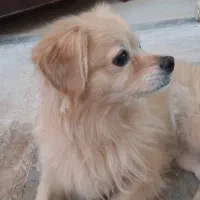 سگ گمشده