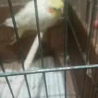 عروس هلندی لوتینو