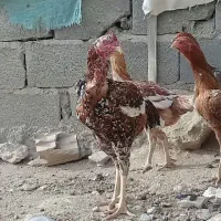 لاری