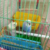 مرغ عشق