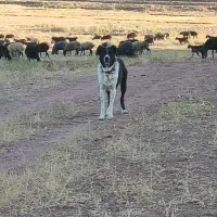 سگ چنبر گله ای به شرط همه چی|سگ|سلفچگان, |دیوار