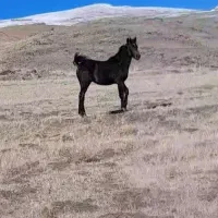 نریان ۶ ماهه