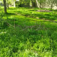 فروش باغ گردو درروستای چنارستان