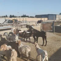 دو عدد کل کاهار کاموری مست|حیوانات مزرعه|شهمیرزاد, |دیوار