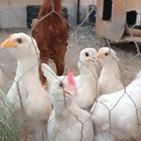 جوجه گلین مرغ و خروس