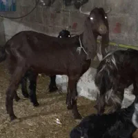 حیوانات|حیوانات مزرعه|گتوند, |دیوار