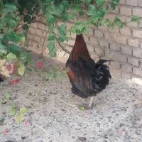 خروس محلی|حیوانات مزرعه|پلدختر, |دیوار