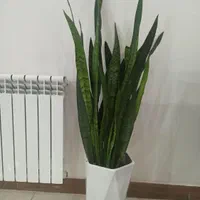 گل سانسوریا