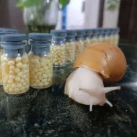 خاویار حلزون