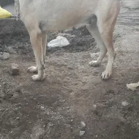 ماده گوزل|سگ|ورزقان, |دیوار