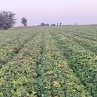 نهال سابرینا و کاماروس بدون آفت و سالم