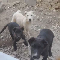 فروشی ۶۷روزه افغان و سراب