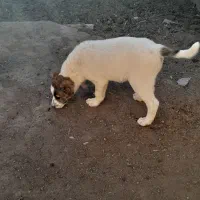 یک عدد کوچ سگ هفتاد روزه