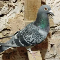 کبوتر پرشی|پرنده|سبزوار, کراب|دیوار