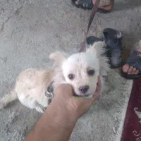 سگ اشپیتز پامر