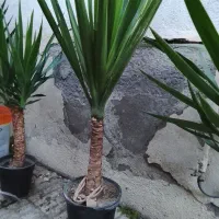 یوکا و بابا آدم قلبی|گل و گیاه طبیعی|آمل, |دیوار