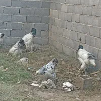 مرغ خروس برهما|حیوانات مزرعه|کوهیخیل, |دیوار