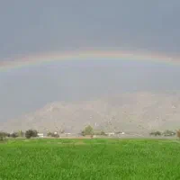 زمین شالیزار برنج کالی