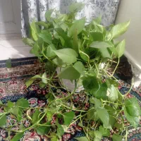 گل بتوس