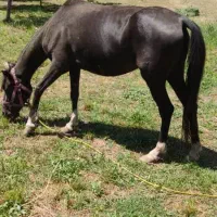 فروش اسب و کره اسب|اسب و تجهیزات اسب‌سواری|چناران, |دیوار